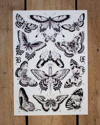 Image 1 of Butterflies