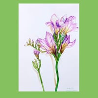 Freesias | Amethyst and Yellow | A4