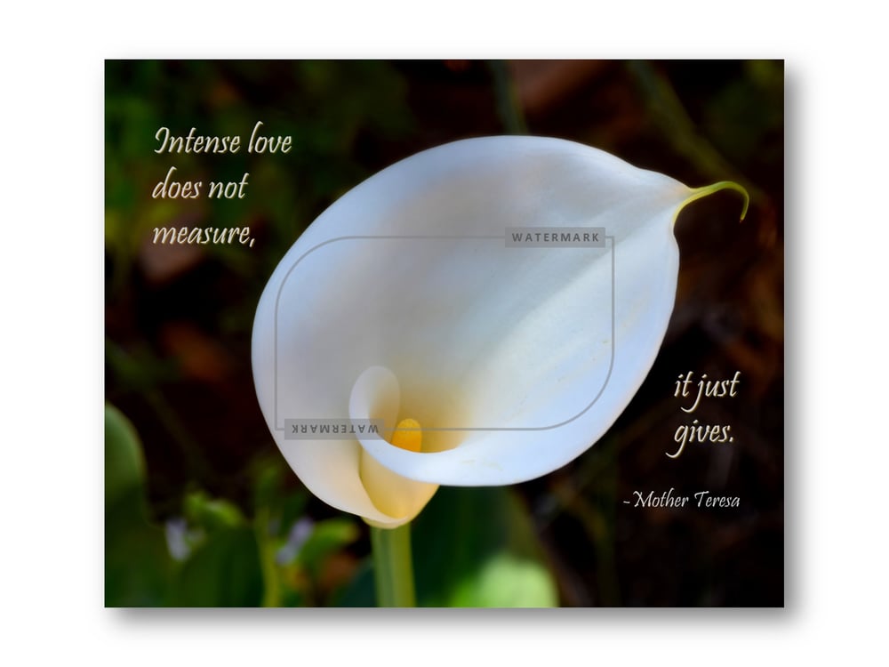 Image of Mother Teresa on Intense Love, Canvas Print