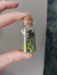 Image 2 of Bee Bottle Garden