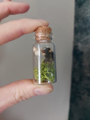 Bee Bottle Garden