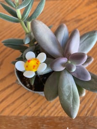 Image 4 of Creature Plant Stick Set