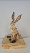 Sitting Hare