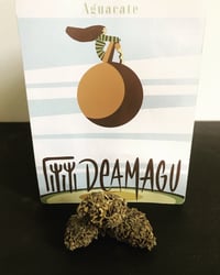 Aguacate (coltivazione outdoor)