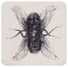 flyfly (8x8, 11x11 inches) fine art print