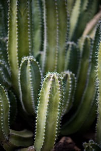 Image 1 of Cactus Fingers