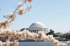 JEFFERSON MEMORIAL/CHERRY BLOSSOM