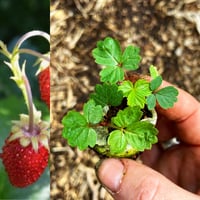 Alpine Strawberries 