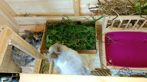 Image of Mystery seasonal Kraft tray filled with fresh forage, treats and enrichment