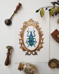 Image 5 of Framed Weevil Beetle Watercolor Illustration PRINT 