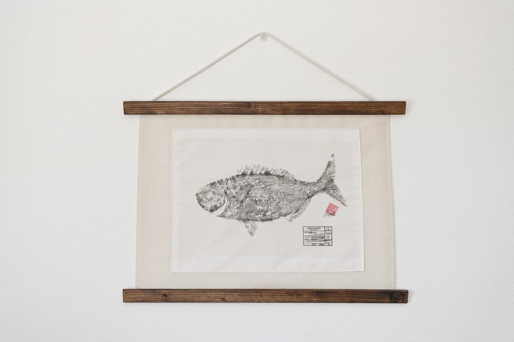 Image of Salema | Sarpa Salpa