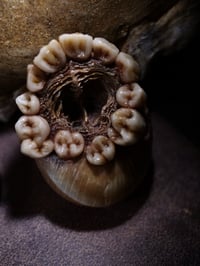 Image 6 of Dental Snull sculpture- blonde bone color, OOAK