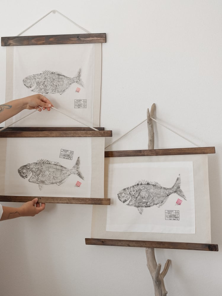 Image of Salema | Sarpa Salpa