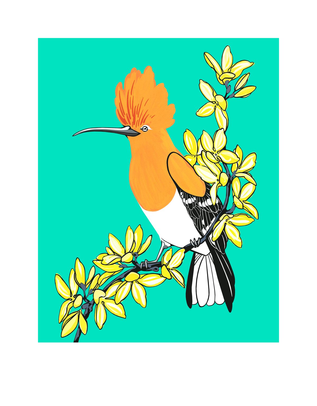 Image of Hoopoe and Forsythia