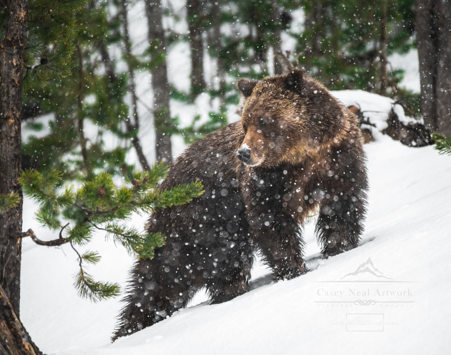 Image of Snowfall Grizzly