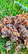 Purple Sea Moss