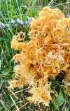 Gold Sea Moss