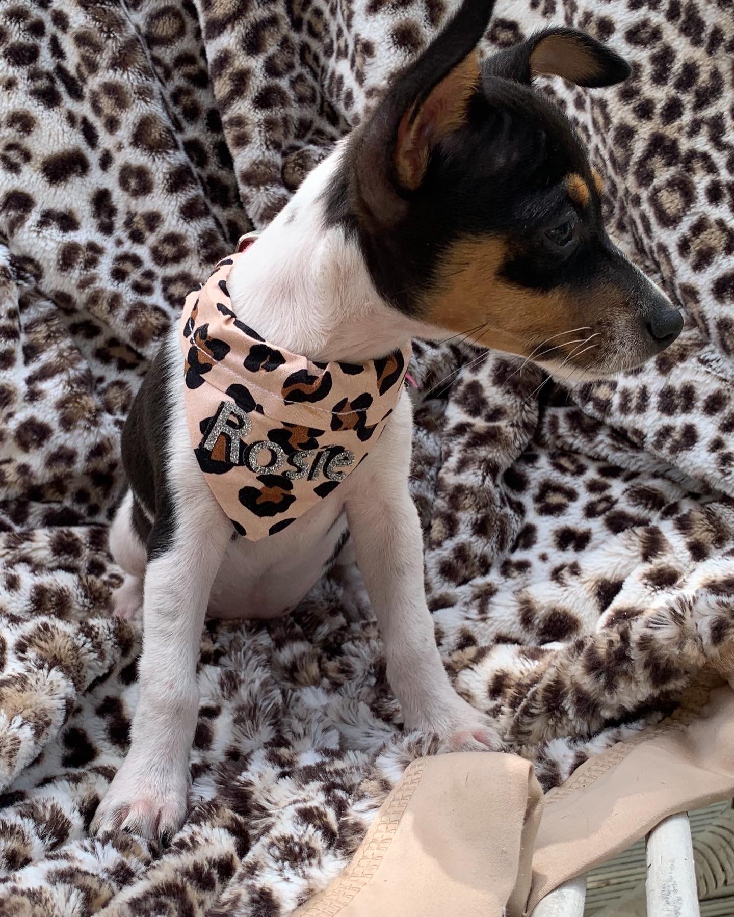 Image of Dog bandanas 
