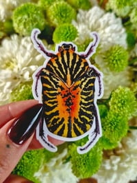 Image 4 of Gymnetis stellata Beetle Sticker