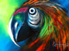 Mi GUACAMAYO