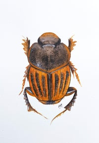 Image 5 of Dung beetle watercolor illustration PRINT 