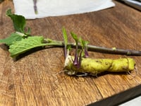 Image 3 of Horseradish 