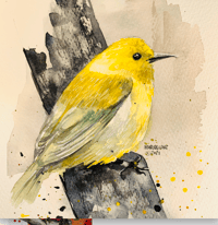 A yellow bird with watercolors