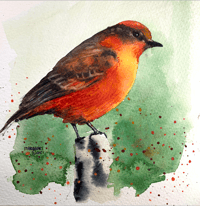 A red bird bird with watercolors