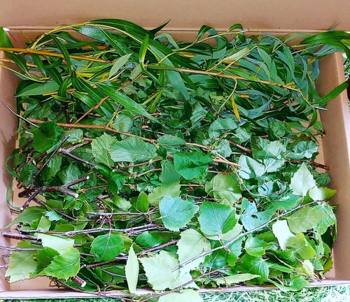 Image of Box of willow, hazel and birch branches and leaves