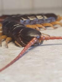 Giant Vietnamese Centipede