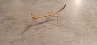 Indian Stick Insects 