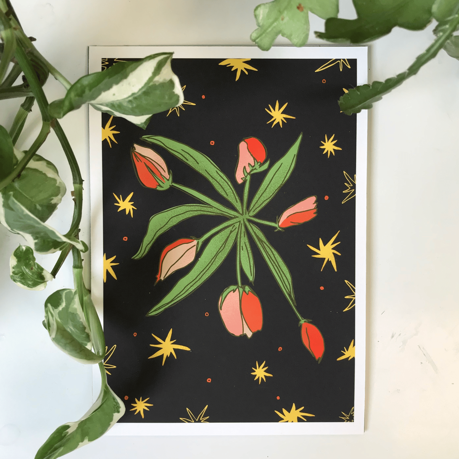 'Tulip Star' Giclée Print