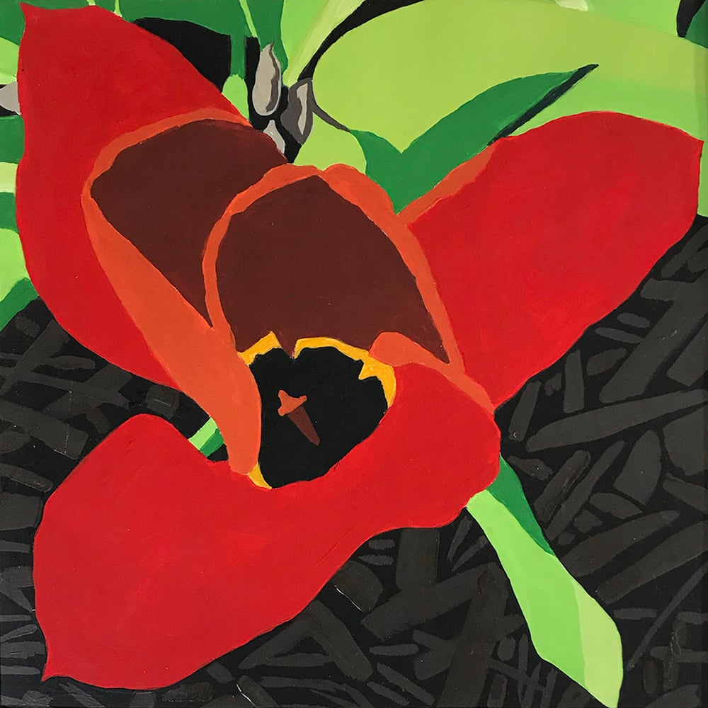 Image of Red Tulip