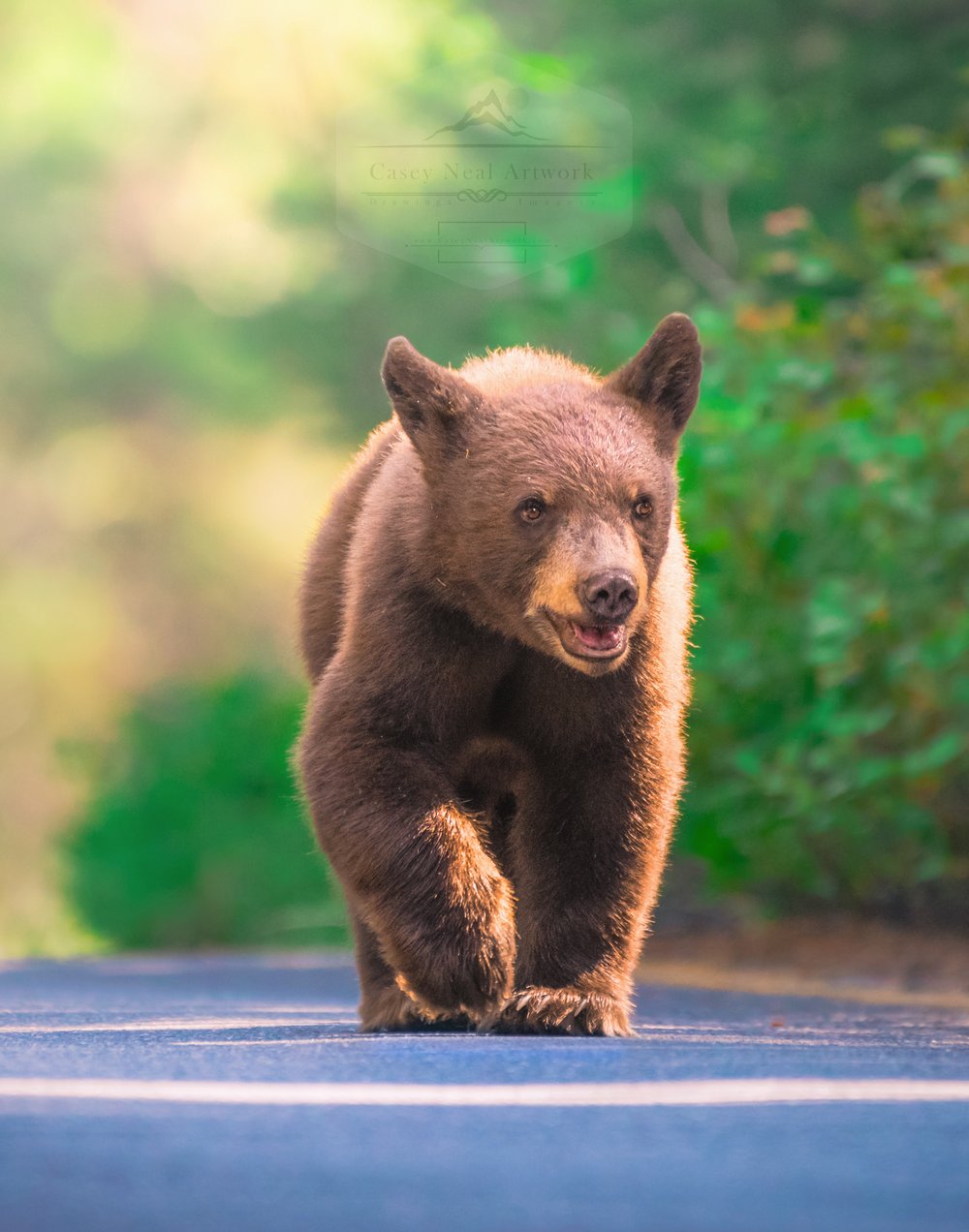 Image of The Bear Cub