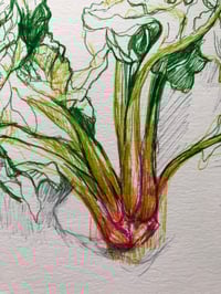 Image 2 of Red Spinach | A4