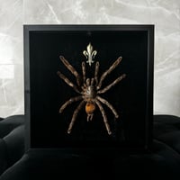 Image 1 of Bird Eating Tarantula 