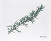 A4 Print A Sprig of Rosemary by Cory Rinaldi