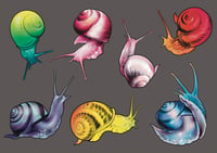 Snail Fantasy