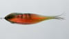 NEW! 10" GB Mega-Jerk