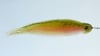 NEW! 14 - 15" Yak Bones