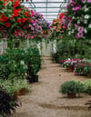 Greenhouse Christmas Sessions