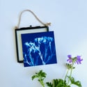 Divine - Mini Framed Cyanotype