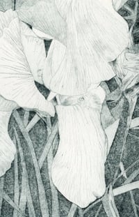 Image 5 of Iris 2022