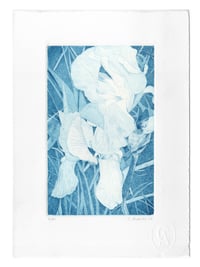 Image 3 of Iris 2022