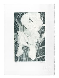Image 4 of Iris 2022