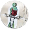 Miroir de poche "Le Quetzal resplendissant sur sa branche"