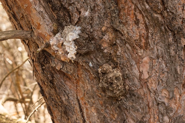 Résine de Pin Sylvestre