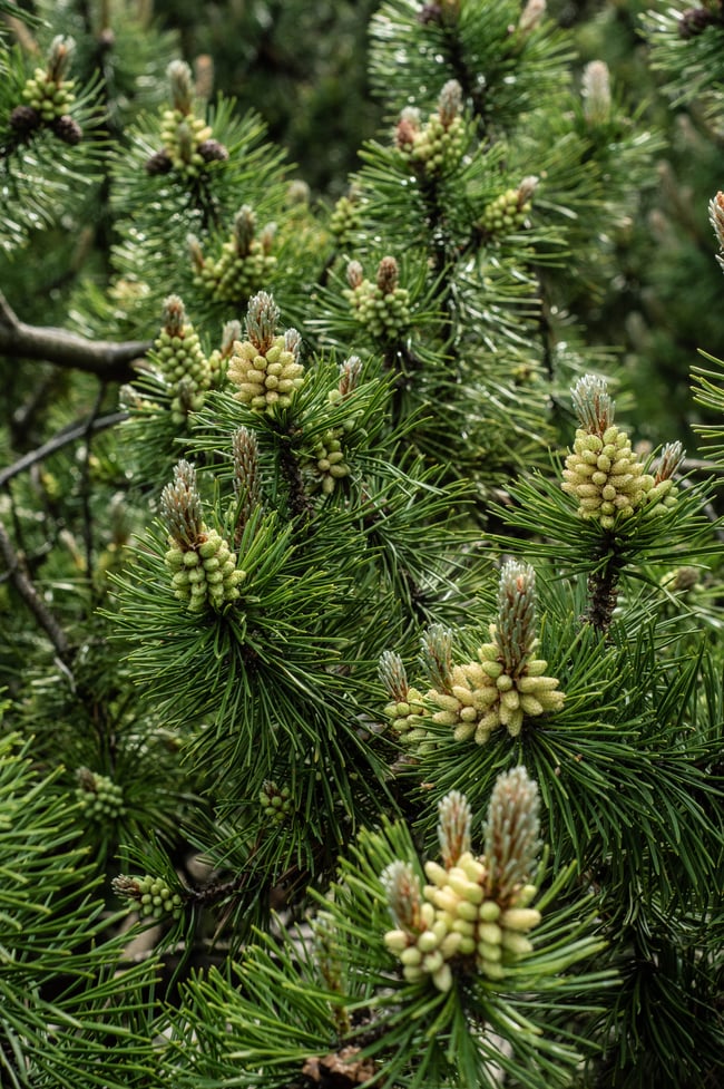 Résine de Pin Sylvestre