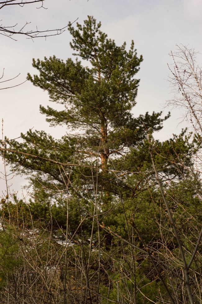 Résine de Pin Sylvestre