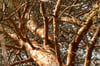 Résine de Pin Sylvestre